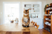 Can cats drink almond milk?