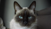 Are siamese cats hypoallergenic?