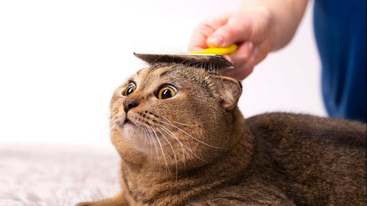 How to groom a cat