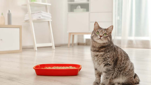 Cat Peeing Outside Litterbox: Practical Solutions for a Clean Home