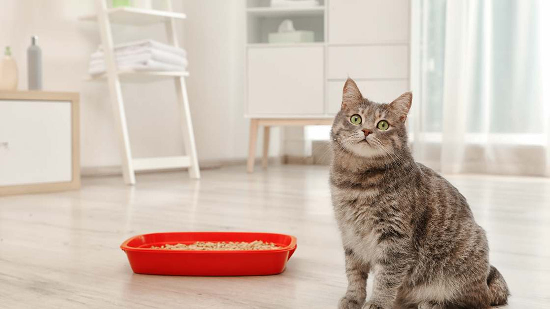 Cat Peeing Outside Litterbox: Practical Solutions for a Clean Home