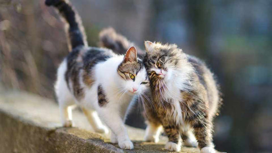 cat purring and cat sleeping