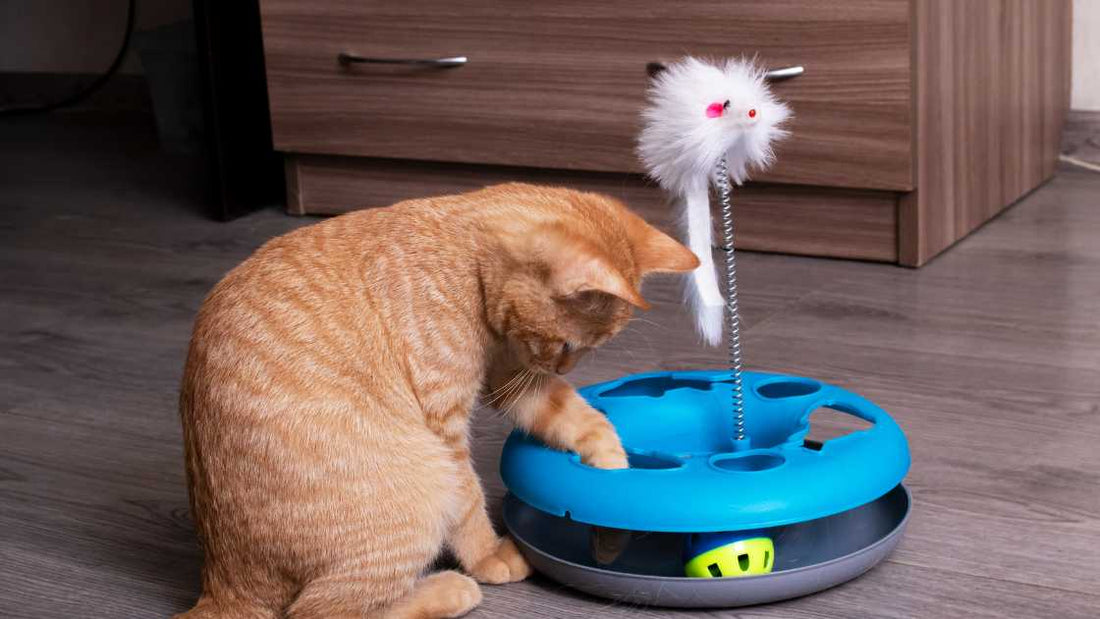 Top 5 Cat Toys on Amazon that your cats will ACTUALLY play with