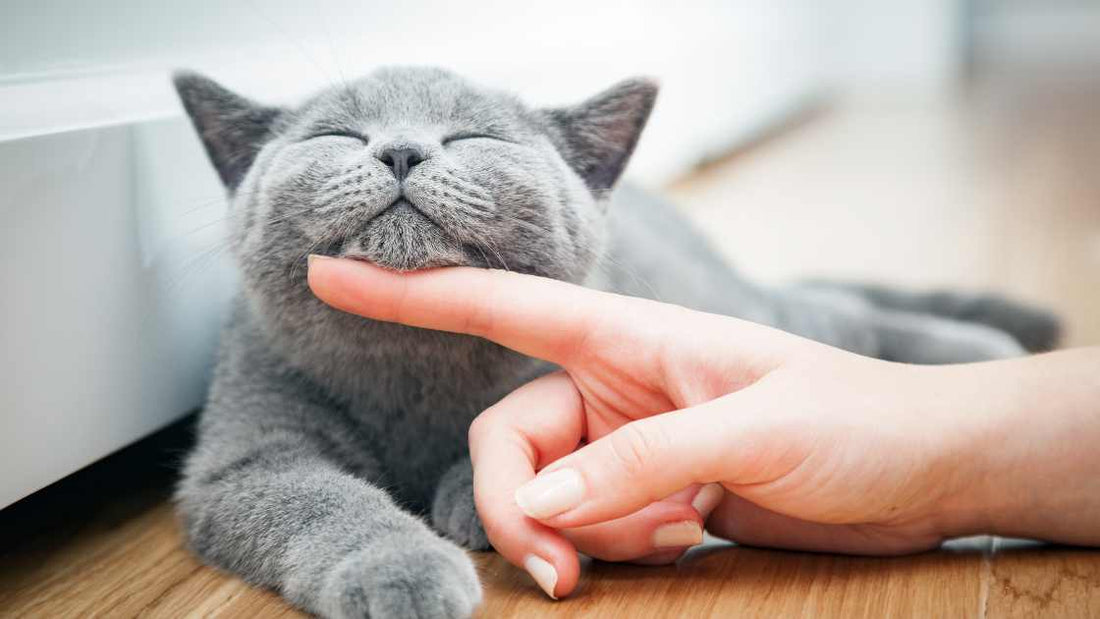 Does my cat love me? - 10 Ways how to tell if my cat loves me