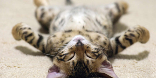 cat sleeping on the couch