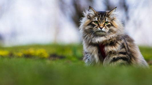 Siberian Cat - The Most Beautiful Cat in the World